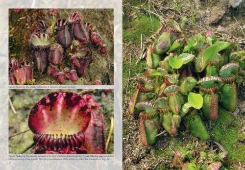 Field Guide to the Pitcher Plants of Australia and New Guinea - Image 3