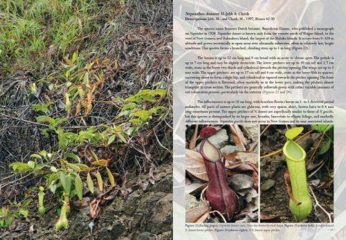 Field Guide to the Pitcher Plants of Australia and New Guinea - Image 4