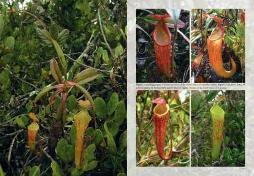 Field Guide to the Pitcher Plants of Australia and New Guinea - Image 5