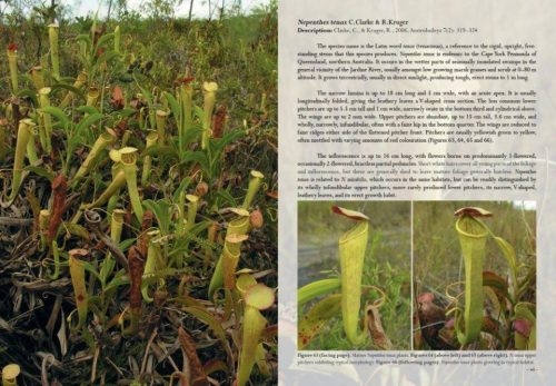 Field Guide to the Pitcher Plants of Australia and New Guinea - Image 7