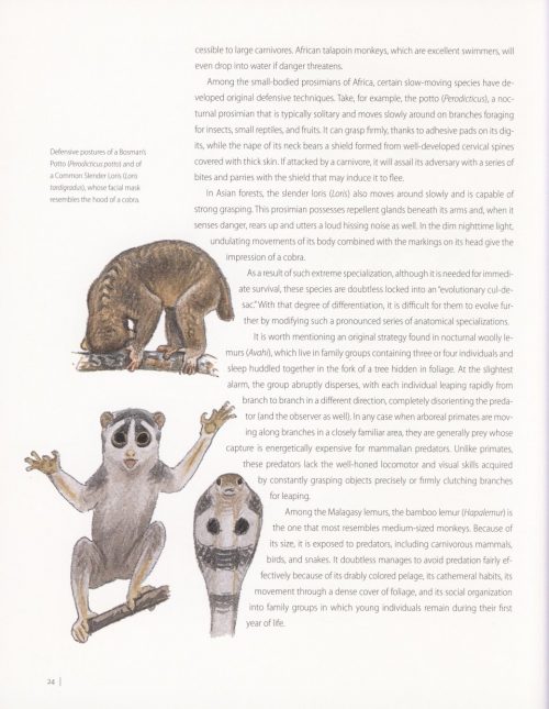 Primates of the World: An Illustrated Guide - Image 3