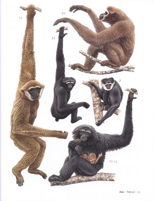 Primates of the World: An Illustrated Guide - Image 5