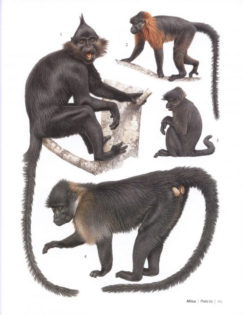 Primates of the World: An Illustrated Guide - Image 6
