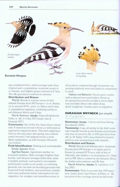Rare Birds of North America - Image 5