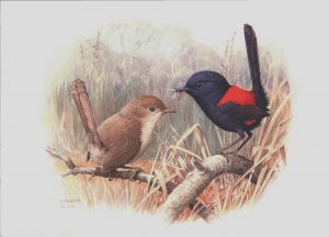 Red-backed Fairy Wren