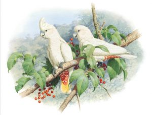 Red-Vented Corella