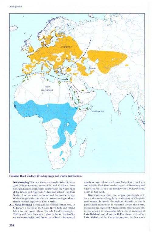 Reed and Bush Warblers (Helm Identification Guide) - Image 2
