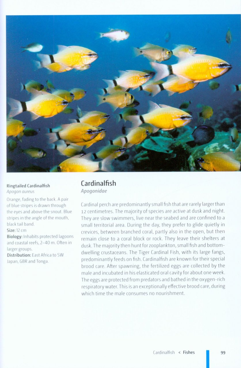 Taxonomy and systematics of larval Indo-Pacific fishes: a