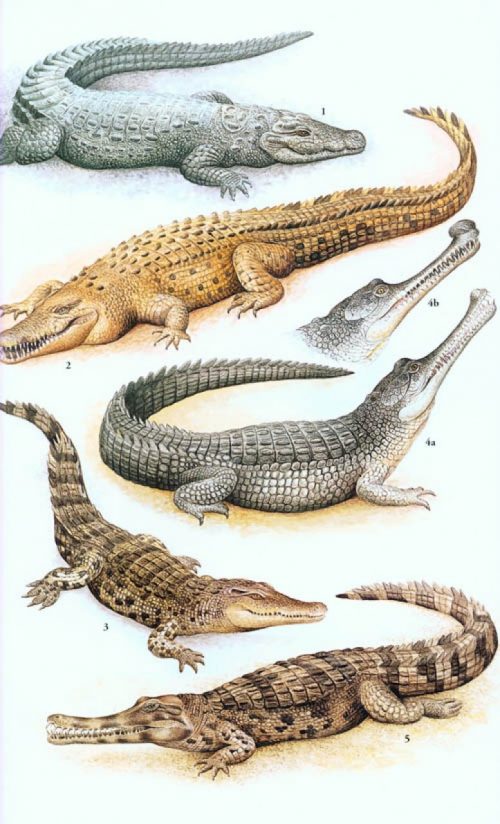 A Field Guide to the Reptiles of South-East Asia - Image 3