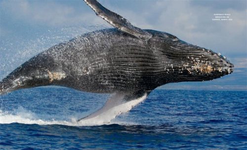 A Savage History: Whaling in the Pacific and Southern Oceans - Image 3