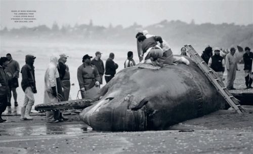 A Savage History: Whaling in the Pacific and Southern Oceans - Image 4