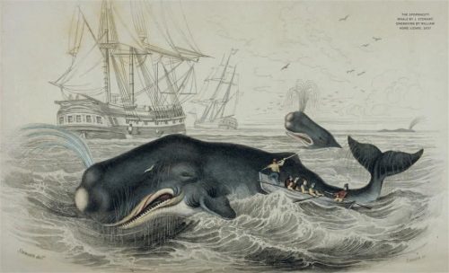 A Savage History: Whaling in the Pacific and Southern Oceans - Image 5