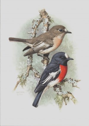 Scarlet Robin