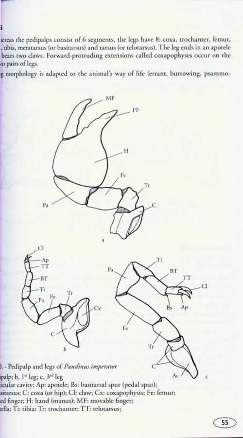 Scorpions of the World - Image 2