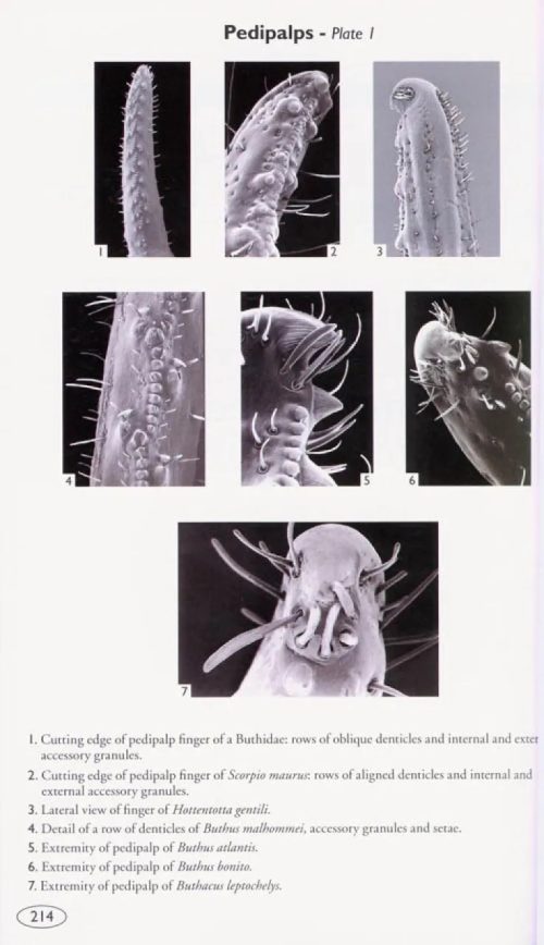 Scorpions of the World - Image 3