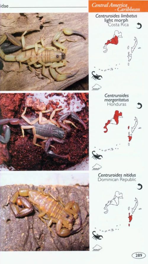 Scorpions of the World - Image 4