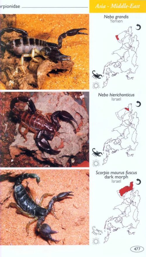 Scorpions of the World - Image 5