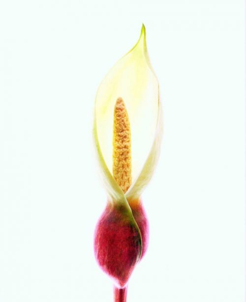 Seeing Flowers: Discover the Hidden Life of Flowers - Image 2