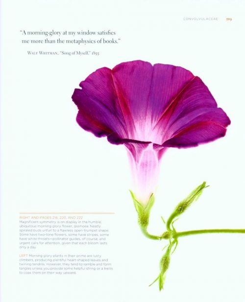 Seeing Flowers: Discover the Hidden Life of Flowers - Image 4