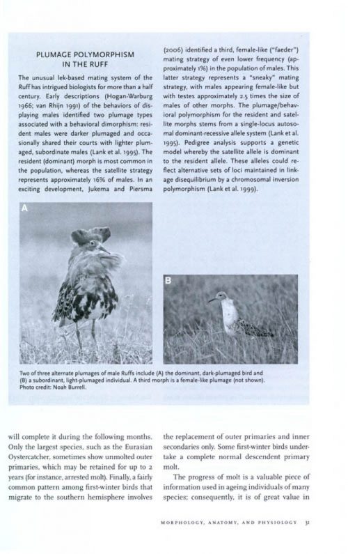 Shorebird Ecology, Conservation, and Management - Image 2