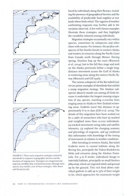 Shorebird Ecology, Conservation, and Management - Image 3