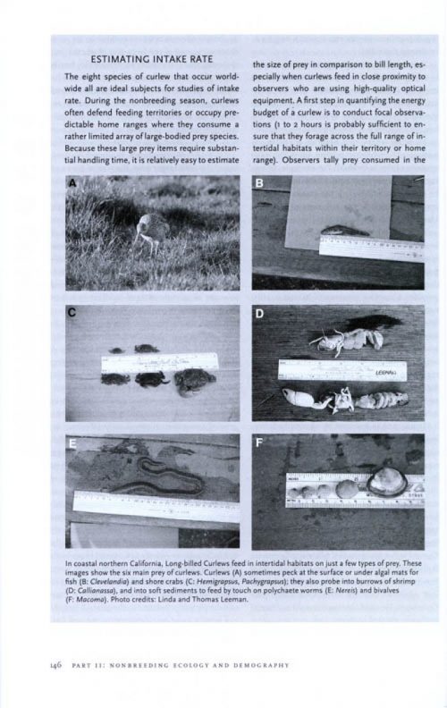 Shorebird Ecology, Conservation, and Management - Image 4