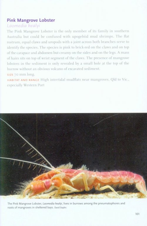 Shrimps, Prawns and Lobsters - Image 6