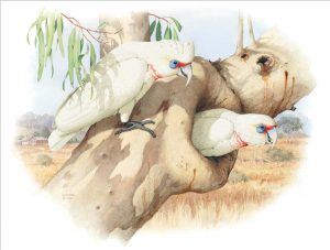 Slender-billed Corella