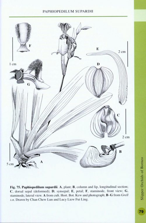 Slipper Orchids of Borneo (Second Edition) - Image 5
