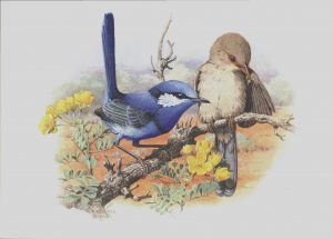 Splendid Fairy-Wren