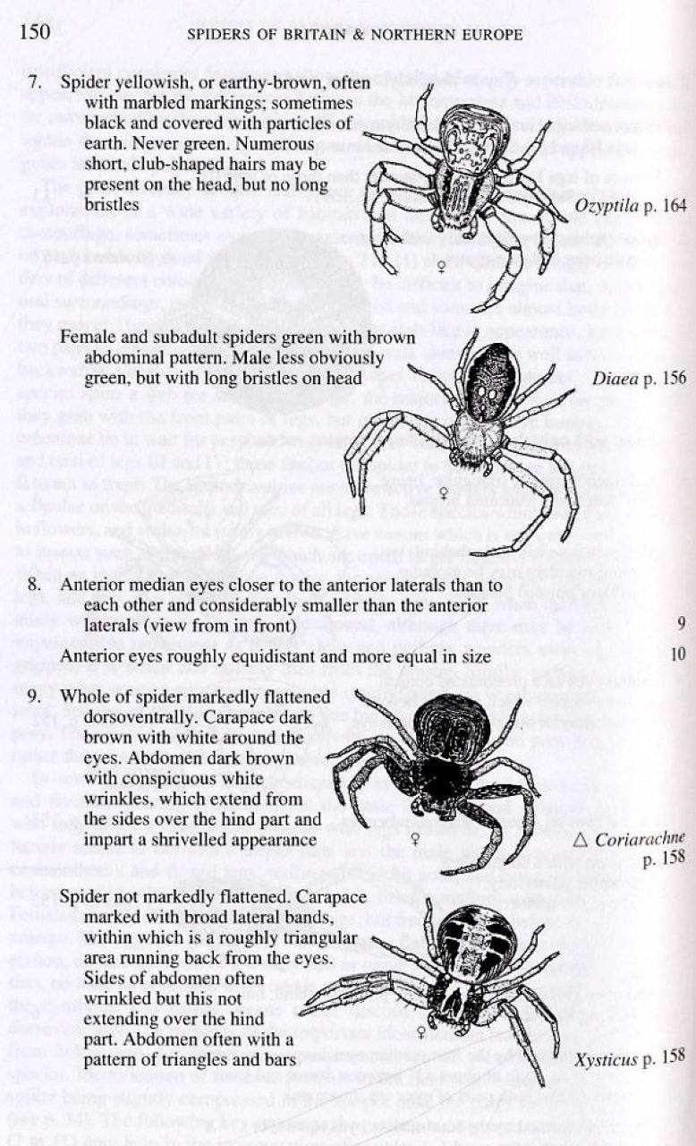 Collins Field Guide to the Spiders of Britain and Northern Europe - Image 4