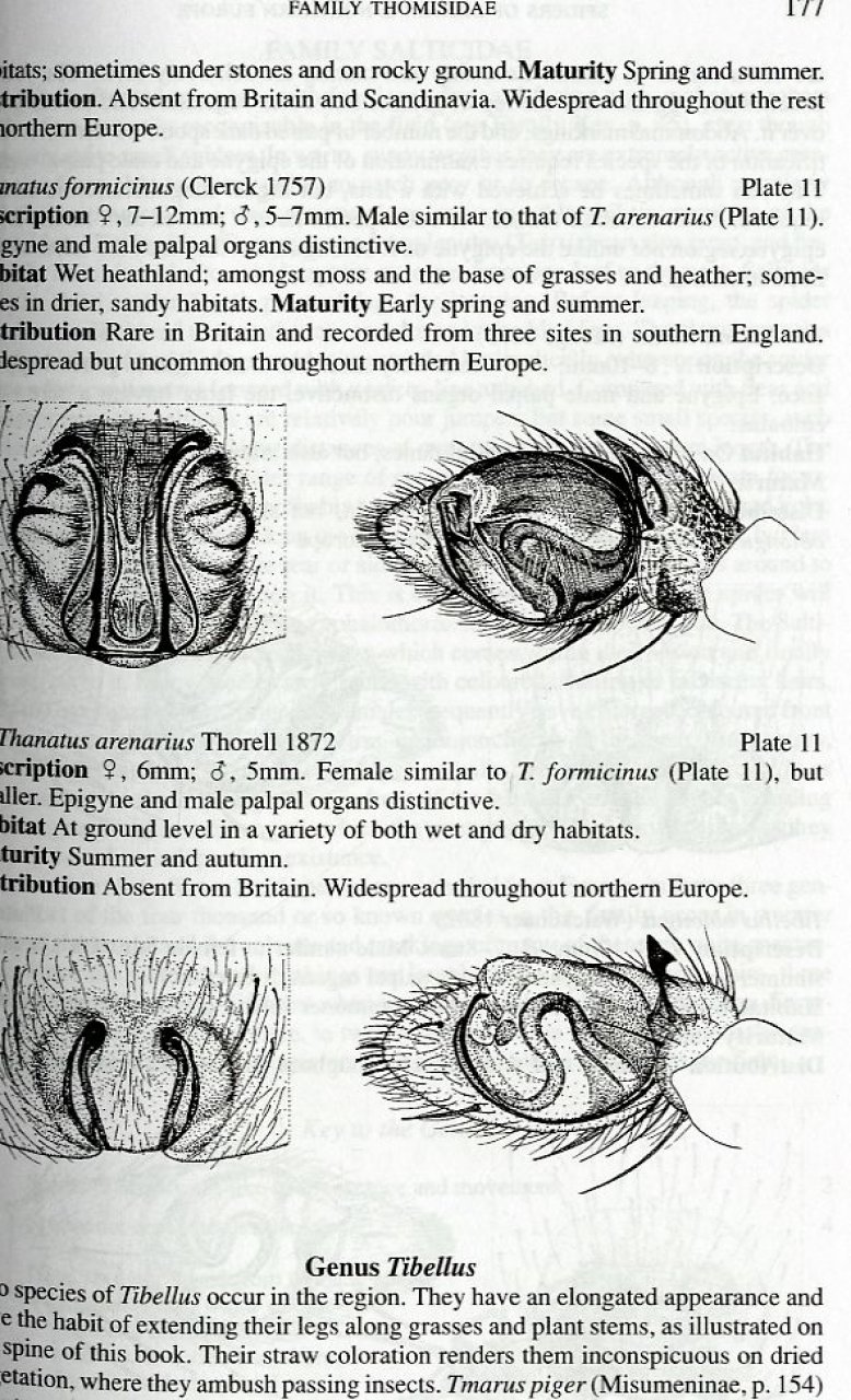 Collins Field Guide to the Spiders of Britain and Northern Europe - Image 6