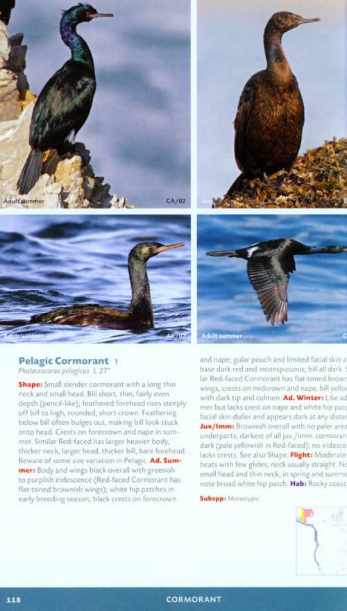 Stokes Field Guide to the Birds of North America - Image 3