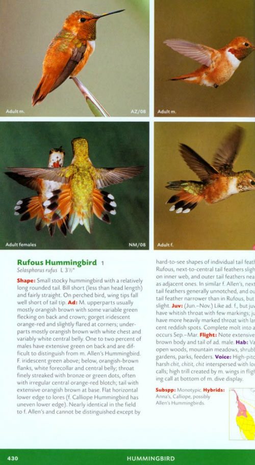 Stokes Field Guide to the Birds of North America - Image 4