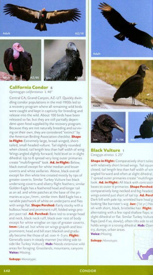 Stokes Field Guide to the Birds of North America - Image 5