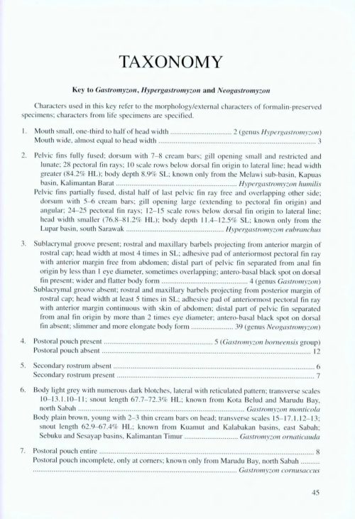 The Borneo Suckers: Revision of the Torrent Loaches of Borneo (Balitoridae: Gastromyzon, Neogastromyzon) - Image 5
