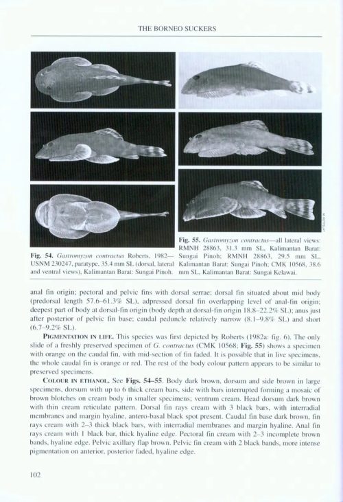 The Borneo Suckers: Revision of the Torrent Loaches of Borneo (Balitoridae: Gastromyzon, Neogastromyzon) - Image 4