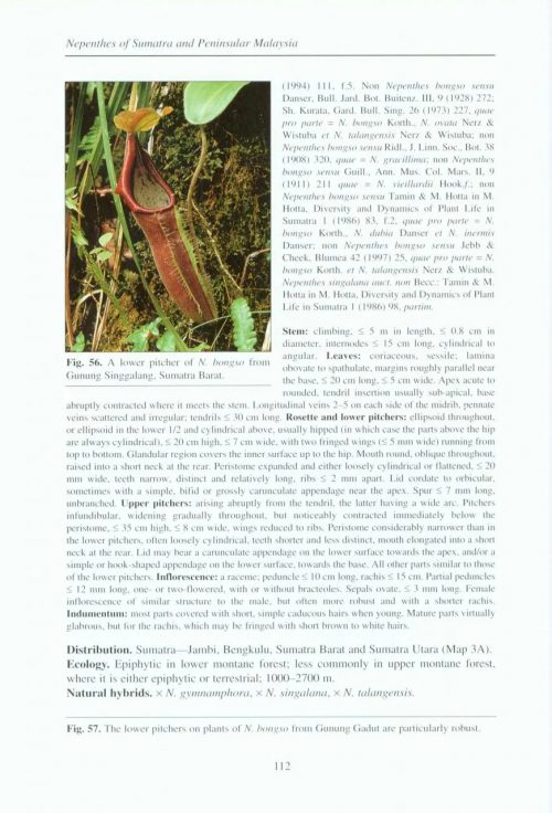 Nepenthes of Sumatra and Peninsular Malaysia - Image 4