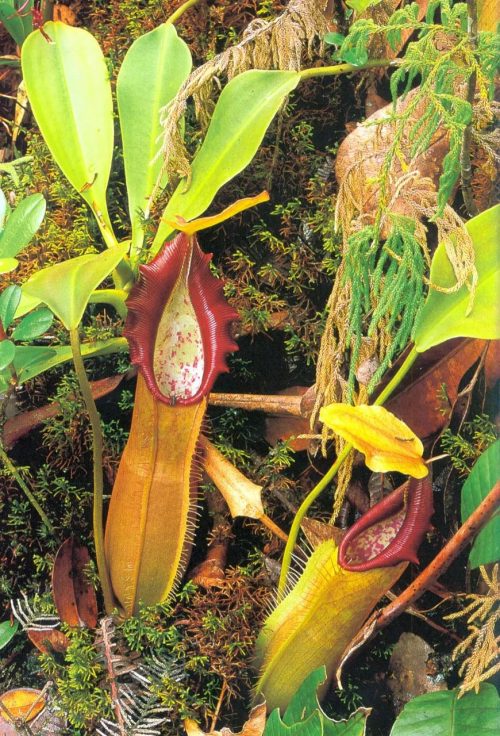Nepenthes of Sumatra and Peninsular Malaysia - Image 5
