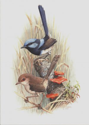 Superb Fairy-Wren