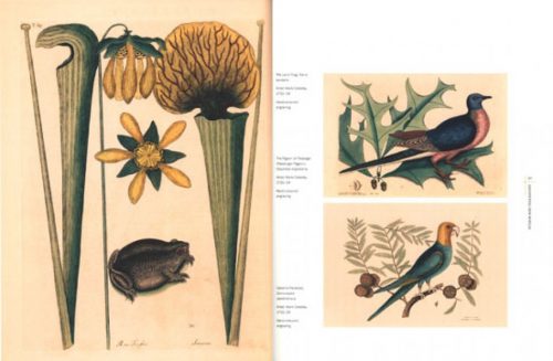 The Art of Science: Remarkable Natural History Illustrations from Museum Victoria - Image 2