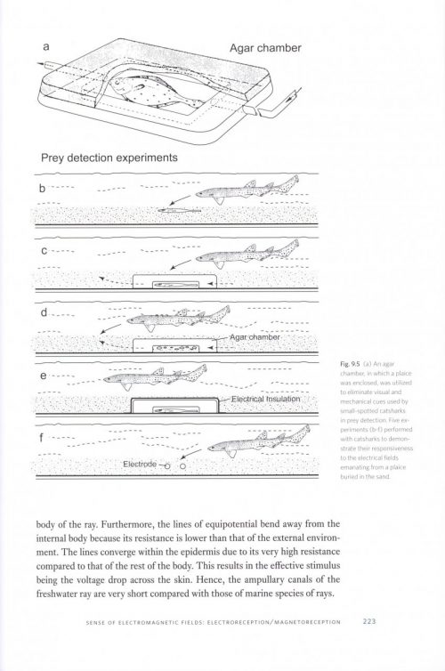 The Biology of Sharks and Rays - Image 4
