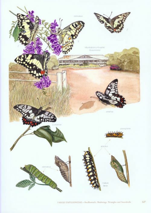 The Butterflies of Australia - Image 4