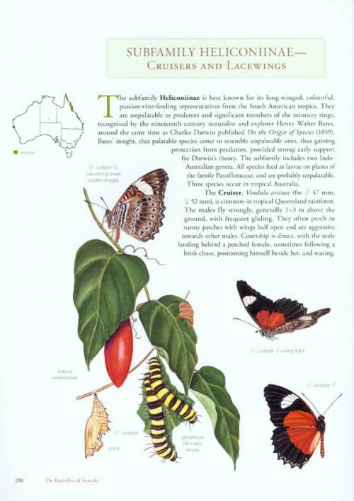 The Butterflies of Australia - Image 5