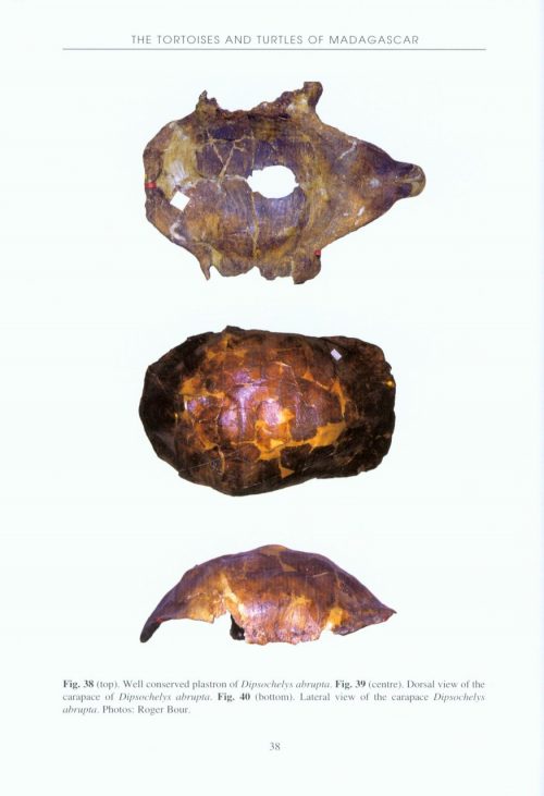 The Tortoises and Turtles of Madagascar - Image 3