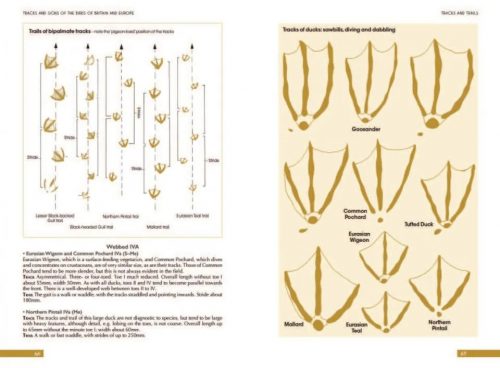 Tracks and Signs of the Birds of Britain and Europe: An Identification Guide (Third Edition) - Image 6