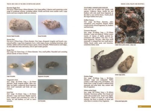 Tracks and Signs of the Birds of Britain and Europe: An Identification Guide (Third Edition) - Image 5