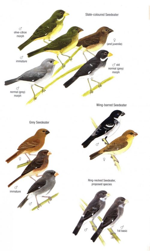 Birds of Trinidad and Tobago (Third Edition) (Helm Field Guide) - Image 2
