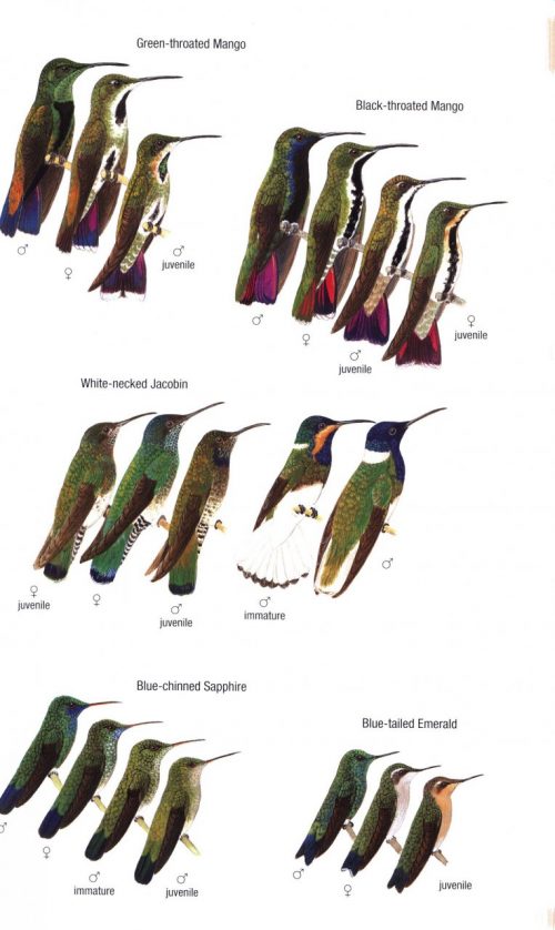 Birds of Trinidad and Tobago (Third Edition) (Helm Field Guide) - Image 4