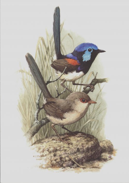 Variegated Fairy-Wren